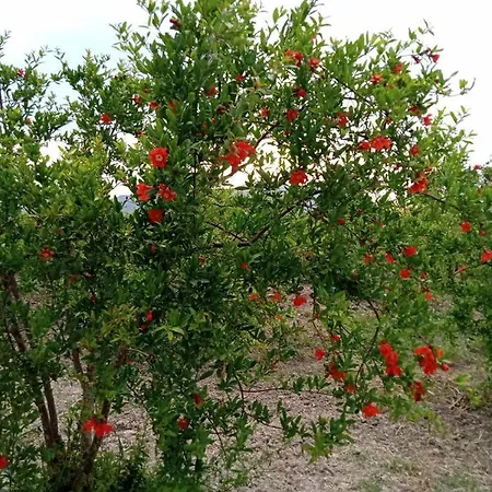 Villa Villa In A Pomagranate Orchard *