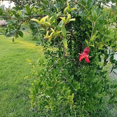Villa In A Pomagranate Orchard Βίλα *